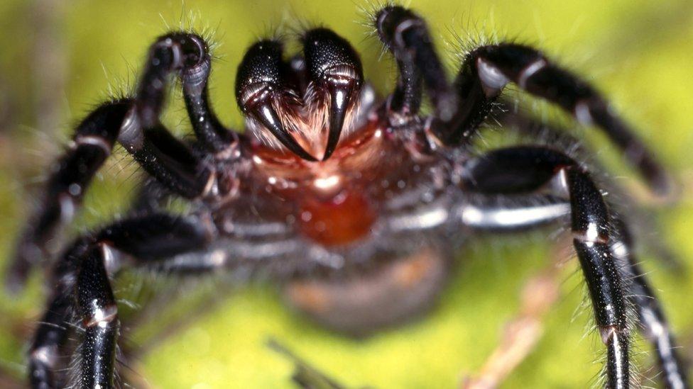 Funnel-web spider