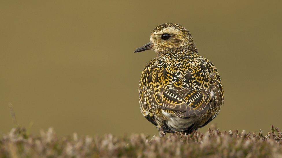 Golden plover