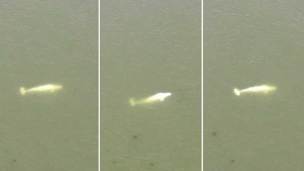 A composite photo of a beluga whale in River Seine