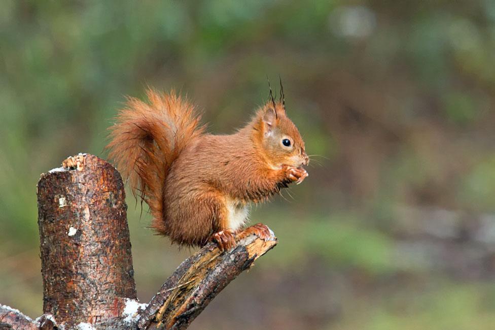 A red squirrel