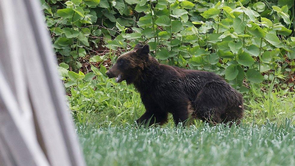 This picture shows a brown bear that is on the loose in Sapporo, Hokkaido prefecture on June 18, 2021. - A brown bear was on the loose in the northern Japanese city of Sapporo, with the government warning residents to stay home after the animal injured four people including a soldier.