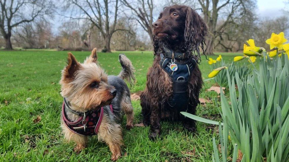 Angela Ford's dogs Betty, the Yorkshire Terrier, and Raisin, the Cocker Spaniel