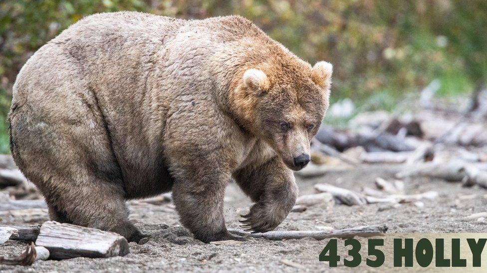 Holly-fattest-bear.