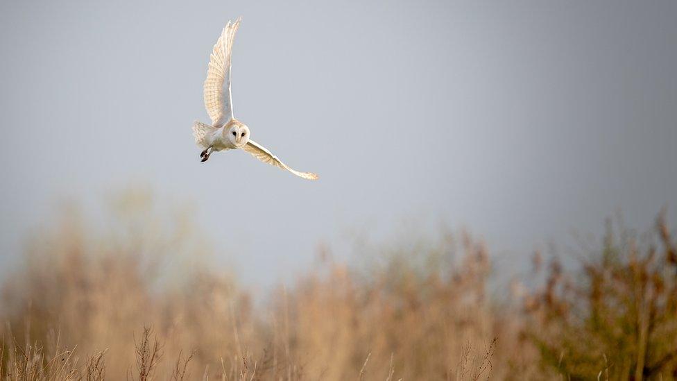 Barn owl at RSPB Otmoor