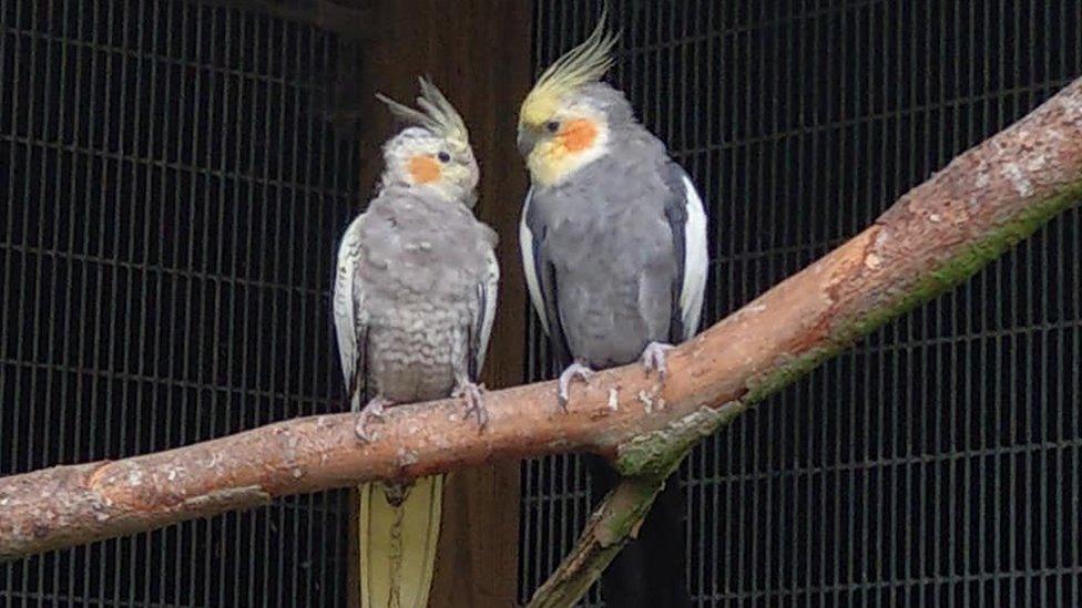 Cockatiels sitting on a branch