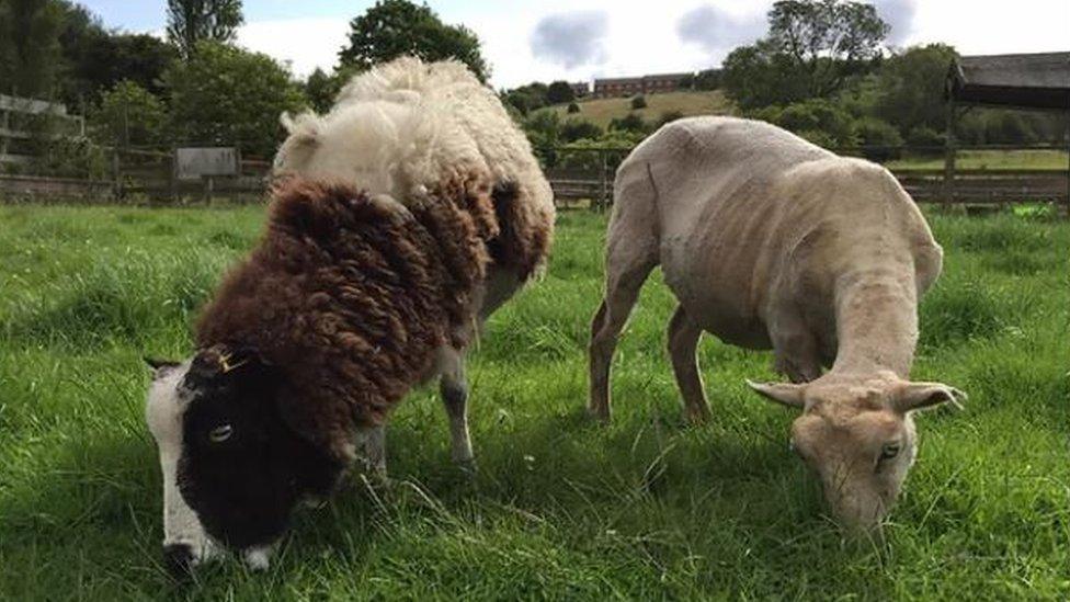 Brockswood Animal Sanctuary