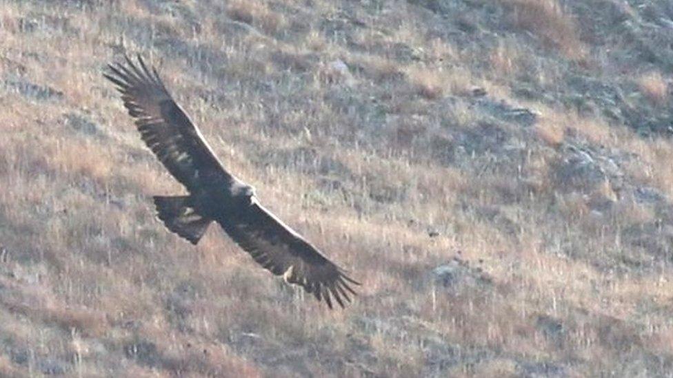 Golden eagle in Hoy