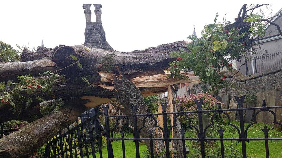 Tree that has smashed a fence