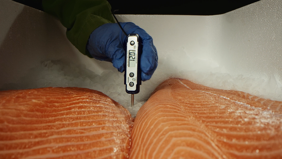 Hiddenfjord salmon being boxed for transport