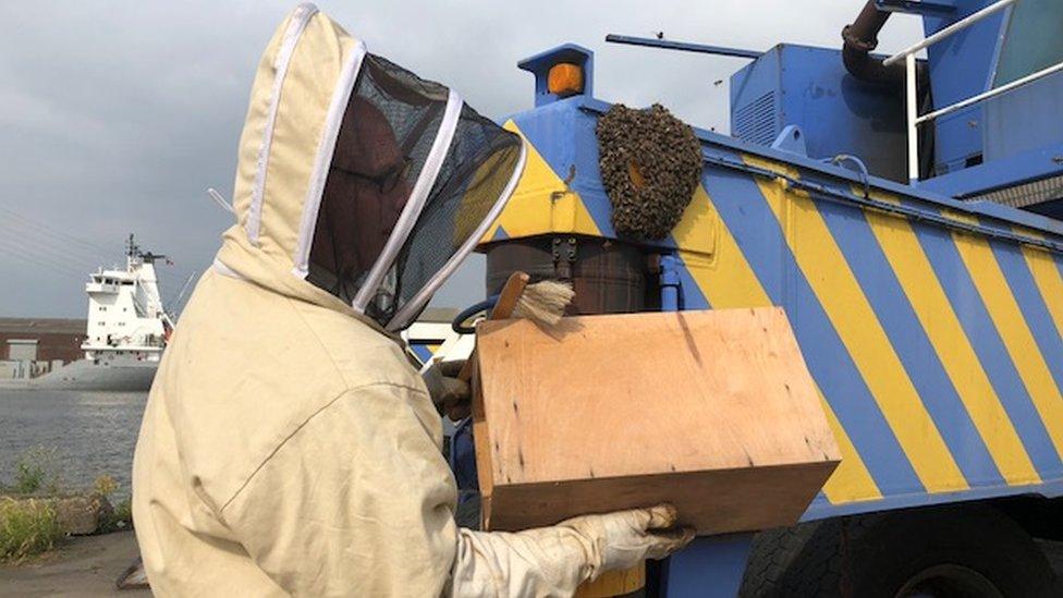 Bees on a crane