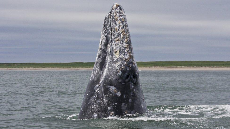 Western Gray Whale