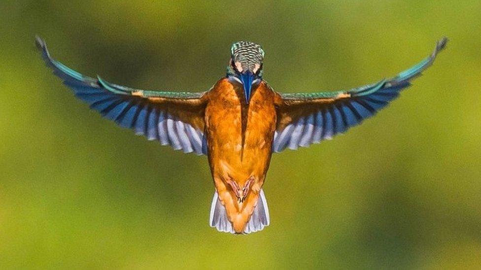 Kingfisher