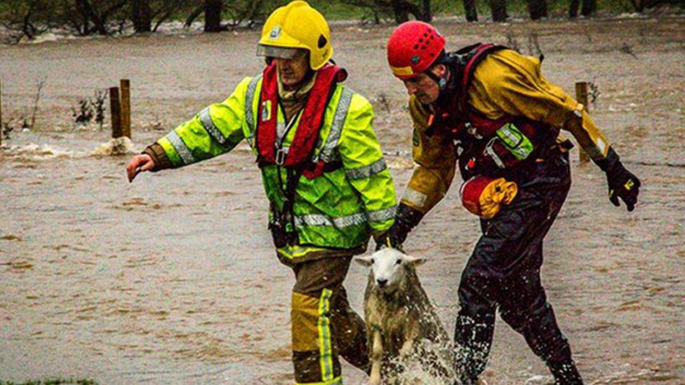 A stranded sheep has a lucky escape when it's rescued by fire service workers in Calthwaite in Cumbria.