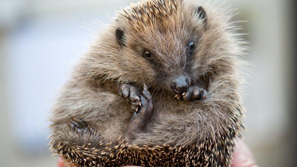 A hedgehog