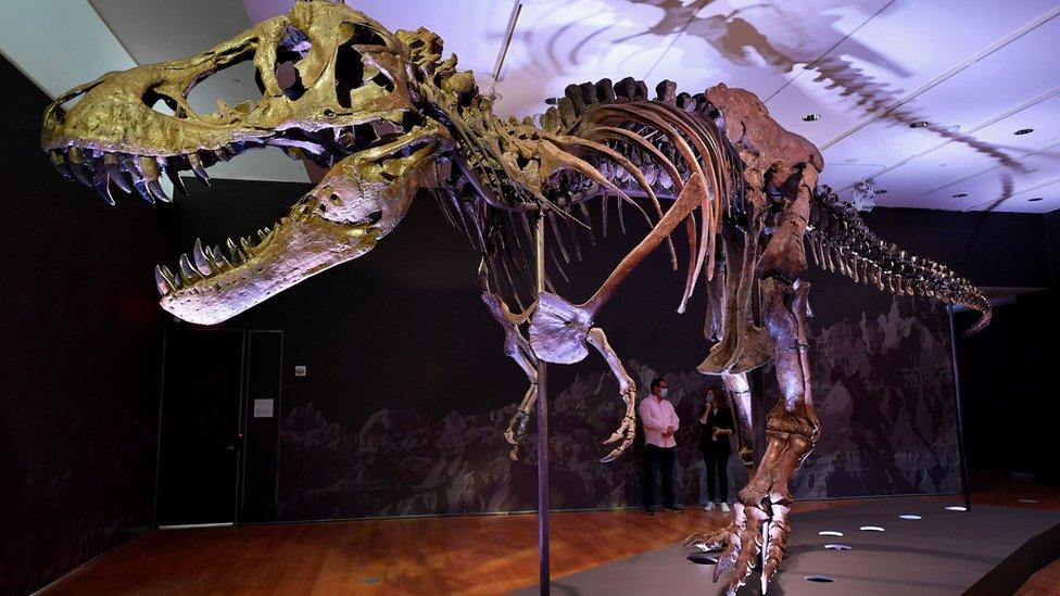 Tyrannosaurus Rex skeleton