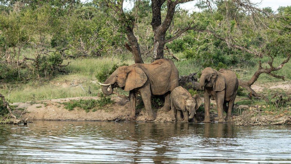 Elephants by water.