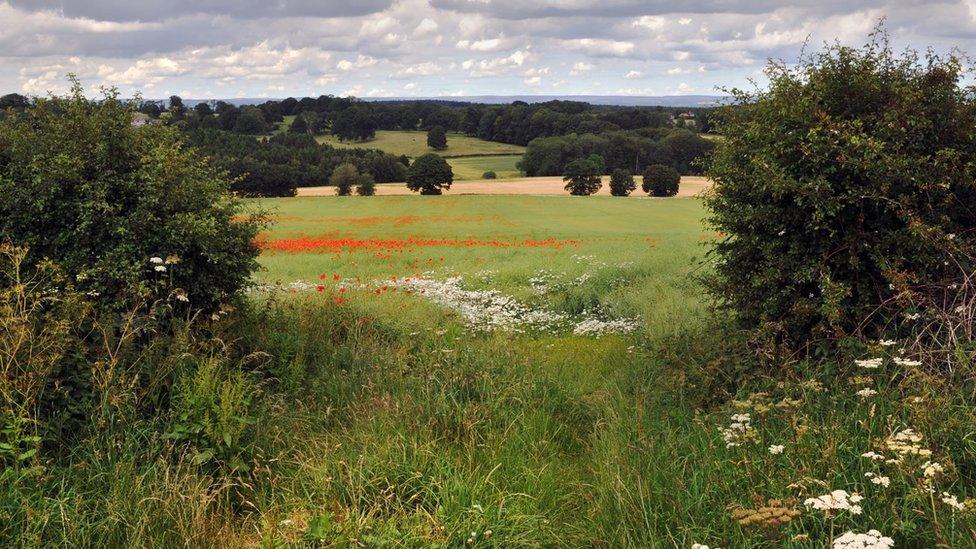 Clouds over poppy fields with hedgerows on edge. The view over the Vale of York from the Yorkshire Lavender Farm near Terrington, North Yorkshire.