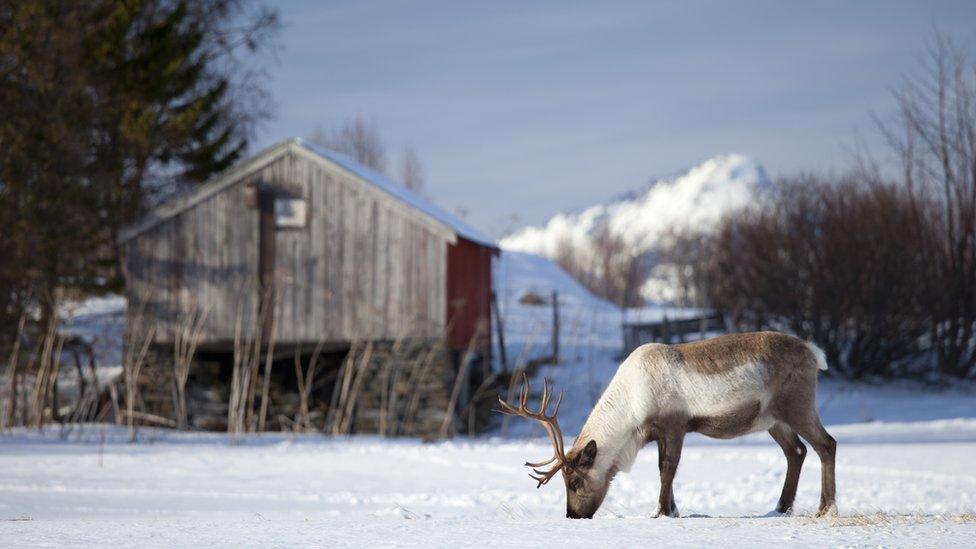 Reindeer grazing in snow