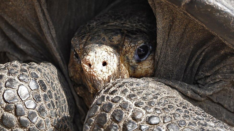 Rare giant tortoise.