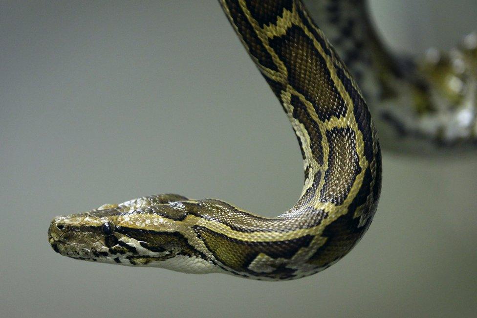 Burmese python