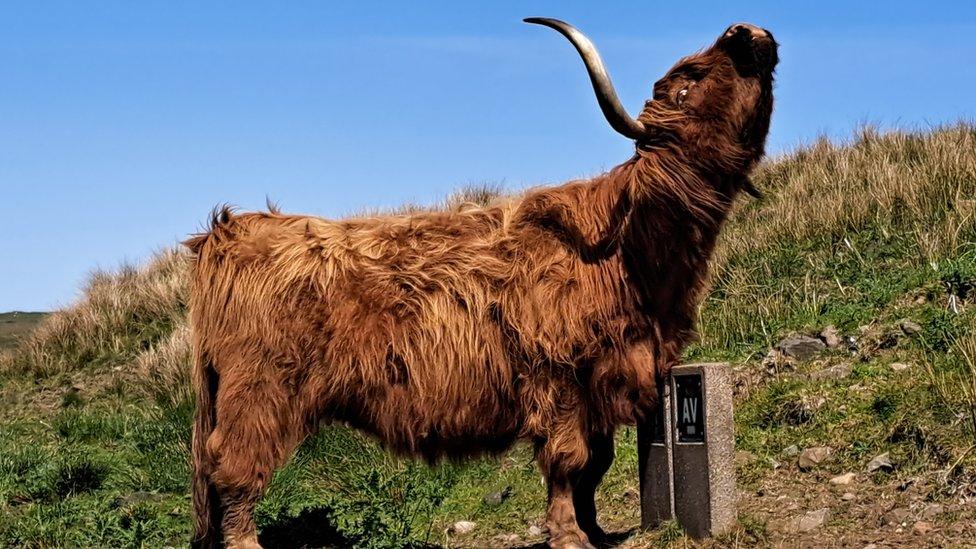 Highland cow stretching with head raised with a bright blue sky in the background