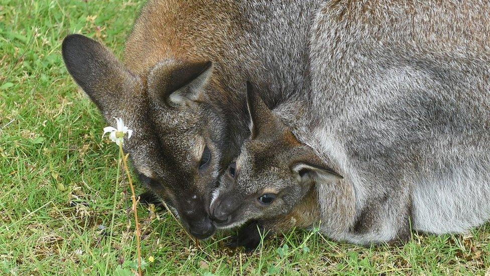 Bennett's wallabies