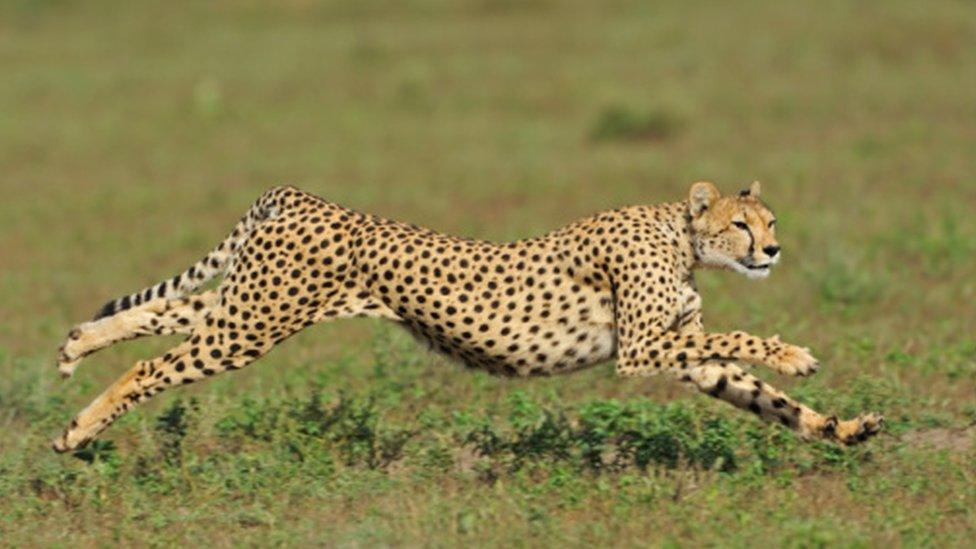 Cheetah running Serengeti