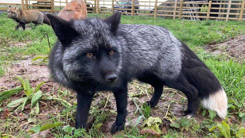 Wilf the black fox back at his home in Somerset