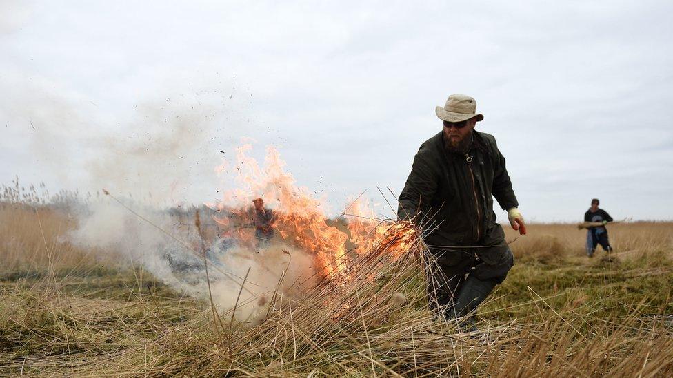 Reed cutter Lawrence Watts burns reed on the Norfolk Broads near Ranworth, Norfolk.