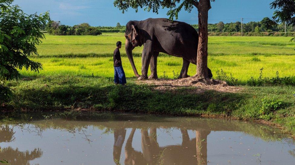 Jun letting his elephant scratch against a tree