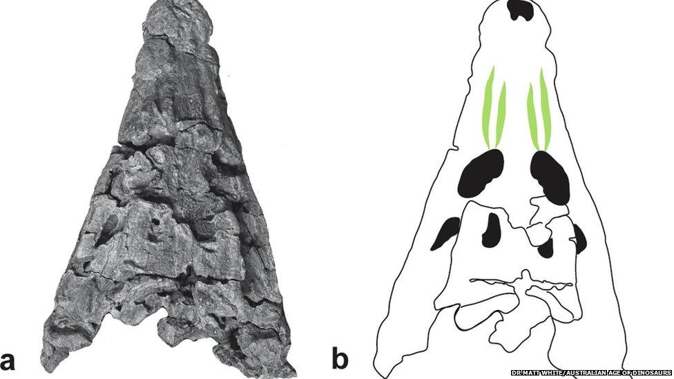 A photo of the skull of the ancient crocodile