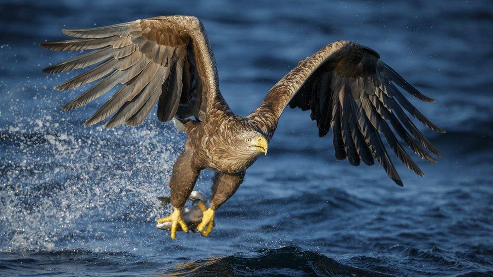 White-tailed sea eagle.