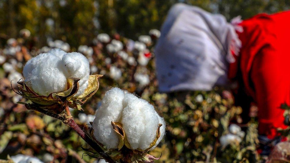 This photo taken on October 14, 2018 shows a farmer picking cotton in a field in Hami in China's northwestern Xinjiang region.