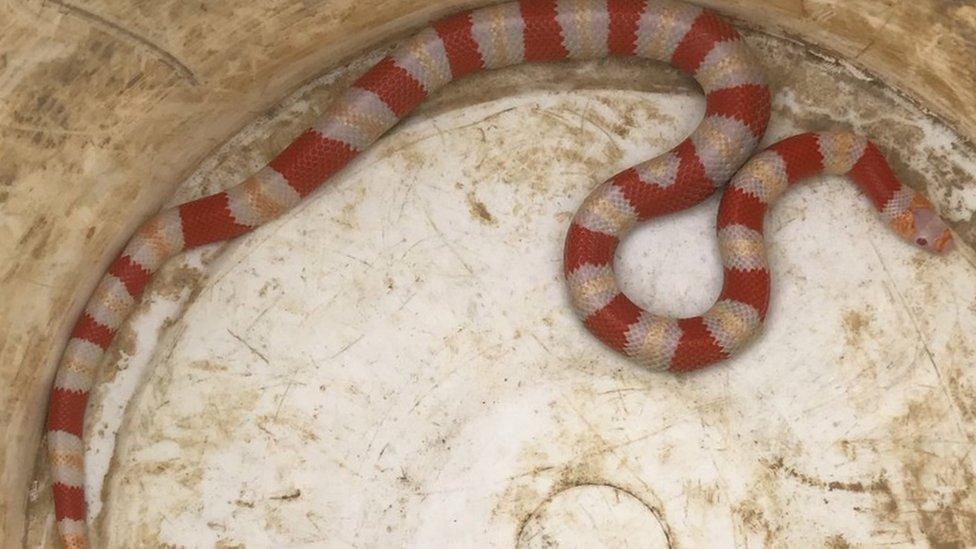 Milk snake found in Ipswich