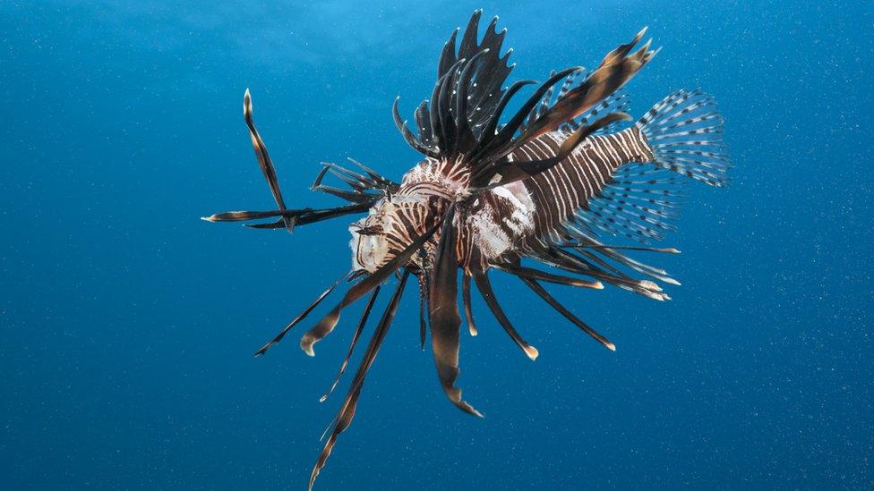 Lionfish are seen by many as being a threat to lots of sea life