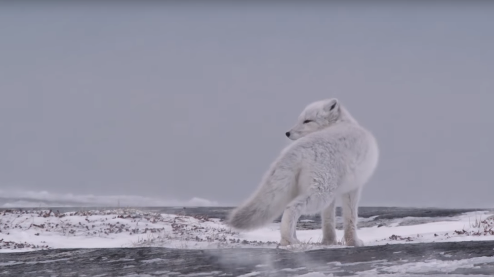 Arctic Fox