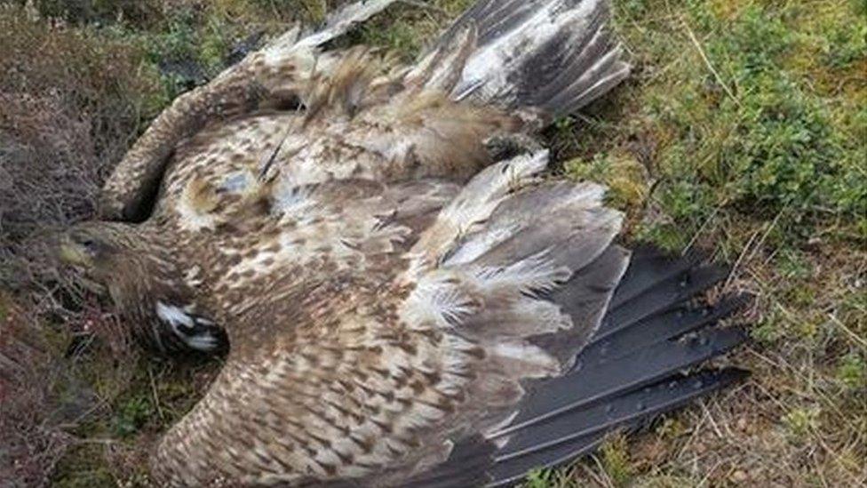 white tailed sea eagle