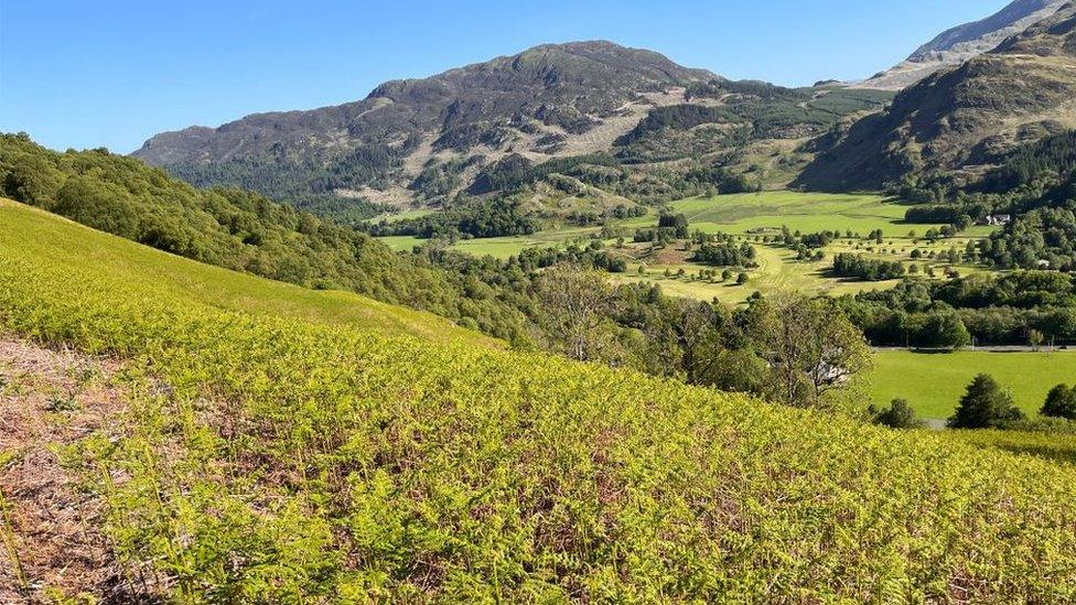 bracken general view