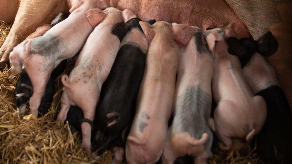 Piglets