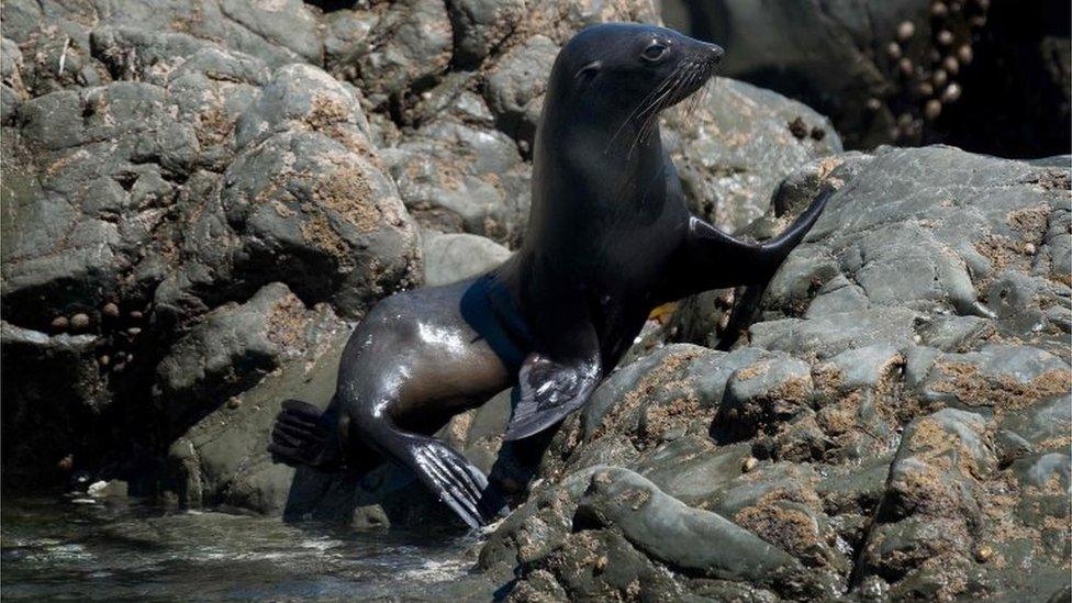 Seal pup on rocks outside Kaikoura (21 Nov 2016)