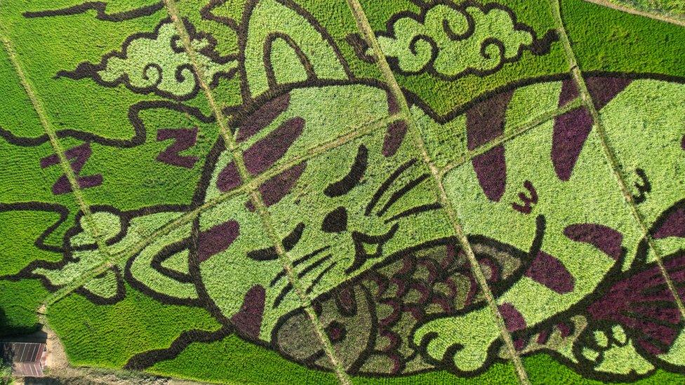 A cat image created by Thunyapong Jaikum, a thai farmer and artist, is seen in rice fields in Chiang Rai province, north of Thailand, December 16, 2023.