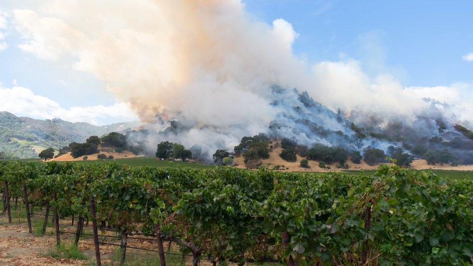 A wildfire threatening a vineyard in California