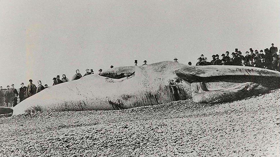 Finback whale on Sussex beach, 13 November 1865