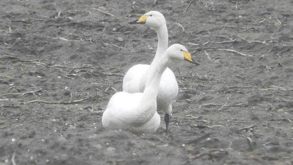 Whooper swans