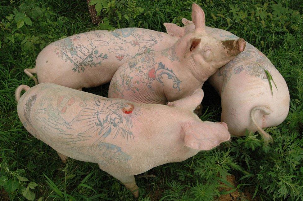 Tattooed pigs