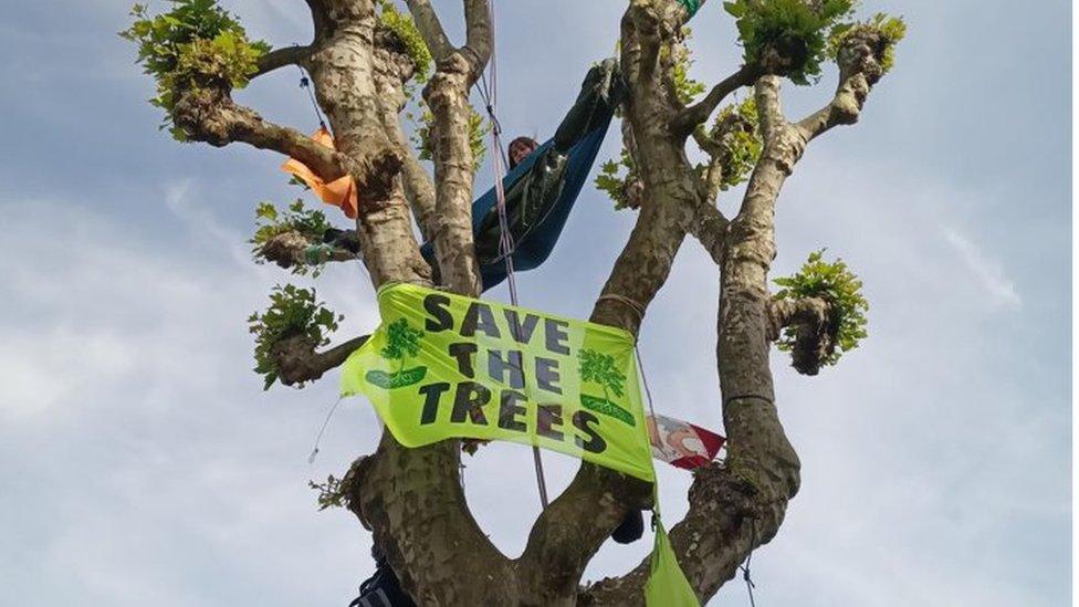 woman in tree