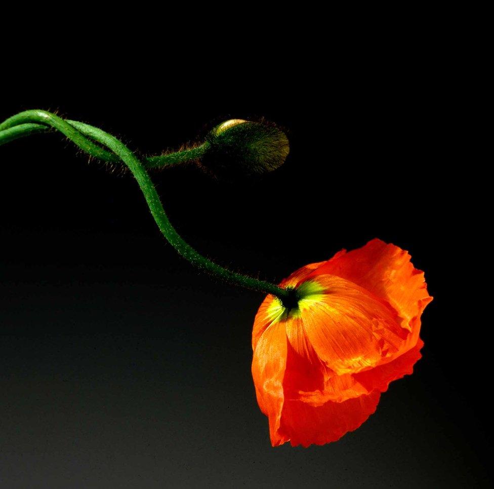 Poppy by Robert Mapplethorpe, 1988