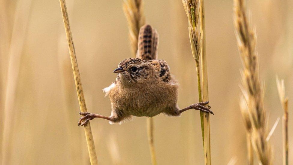 wren.