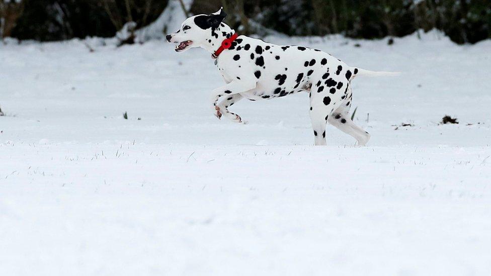 Spot the dog: A Dalmatian runs through the snow in Milton Keynes.