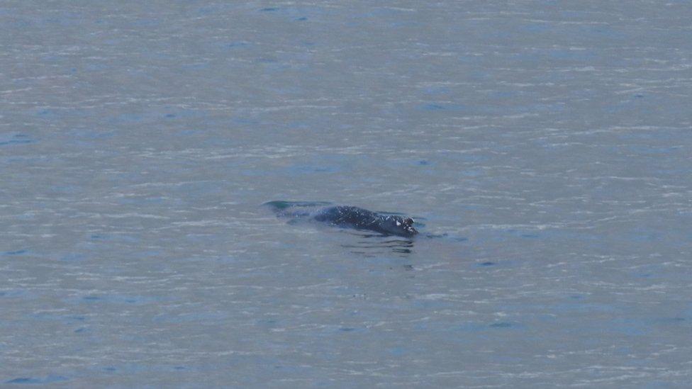 A humpback whale spotted off Cornwall's coast